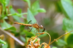 Erythrodiplax atroterminata