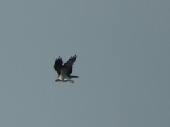 Pandion haliaetus