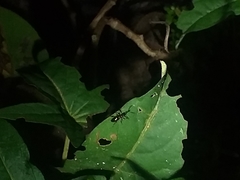 Cylas formicarius