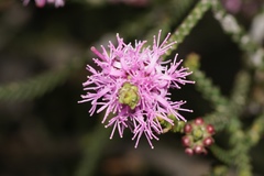 Melaleuca inops