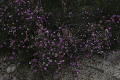 Melaleuca inops