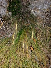Festuca heterophylla