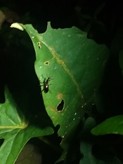 Cylas formicarius