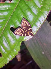 Hemerophila albertiana