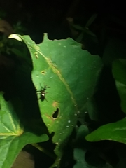 Cylas formicarius