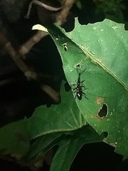 Cylas formicarius
