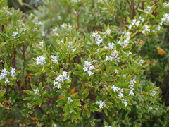 Leptecophylla robusta