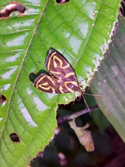Hemerophila albertiana