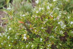 Leptecophylla robusta