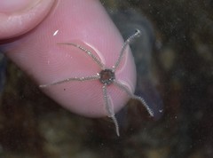 Amphipholis squamata