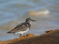 Arenaria interpres