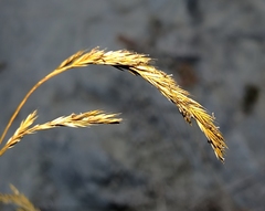 Festuca heterophylla