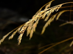 Festuca heterophylla