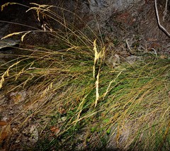 Festuca heterophylla
