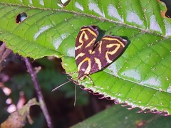 Hemerophila albertiana
