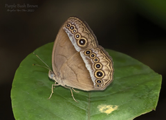 Mycalesis orseis