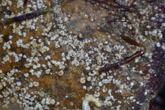 Spirorbis tridentatus