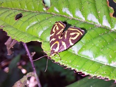 Hemerophila albertiana