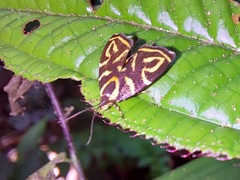 Hemerophila albertiana