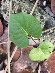 Ipomoea alba