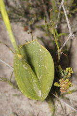Thelymitra villosa