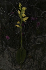 Thelymitra villosa
