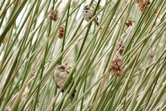 Molothrus bonariensis