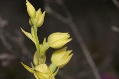 Thelymitra villosa