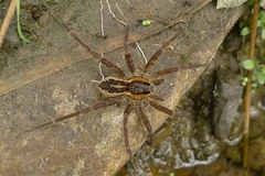 Dolomedes dondalei