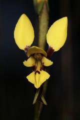 Diuris setacea
