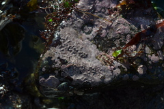 Lithophyllum