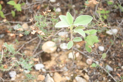 Cistus parviflorus