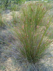 Thamnochortus bachmannii