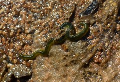 Eulalia clavigera