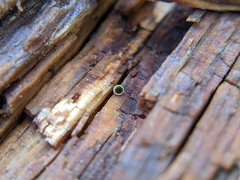 Chlorosplenium chlora