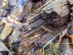 Chlorosplenium chlora