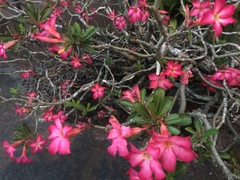 Adenium obesum