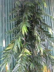 Polyalthia