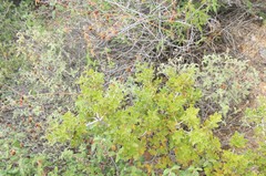 Cistus parviflorus