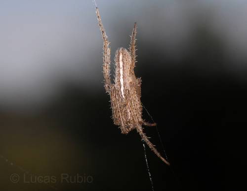 Larinia t-notata