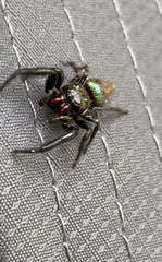Parnaenus