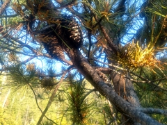 Arceuthobium siskiyouense