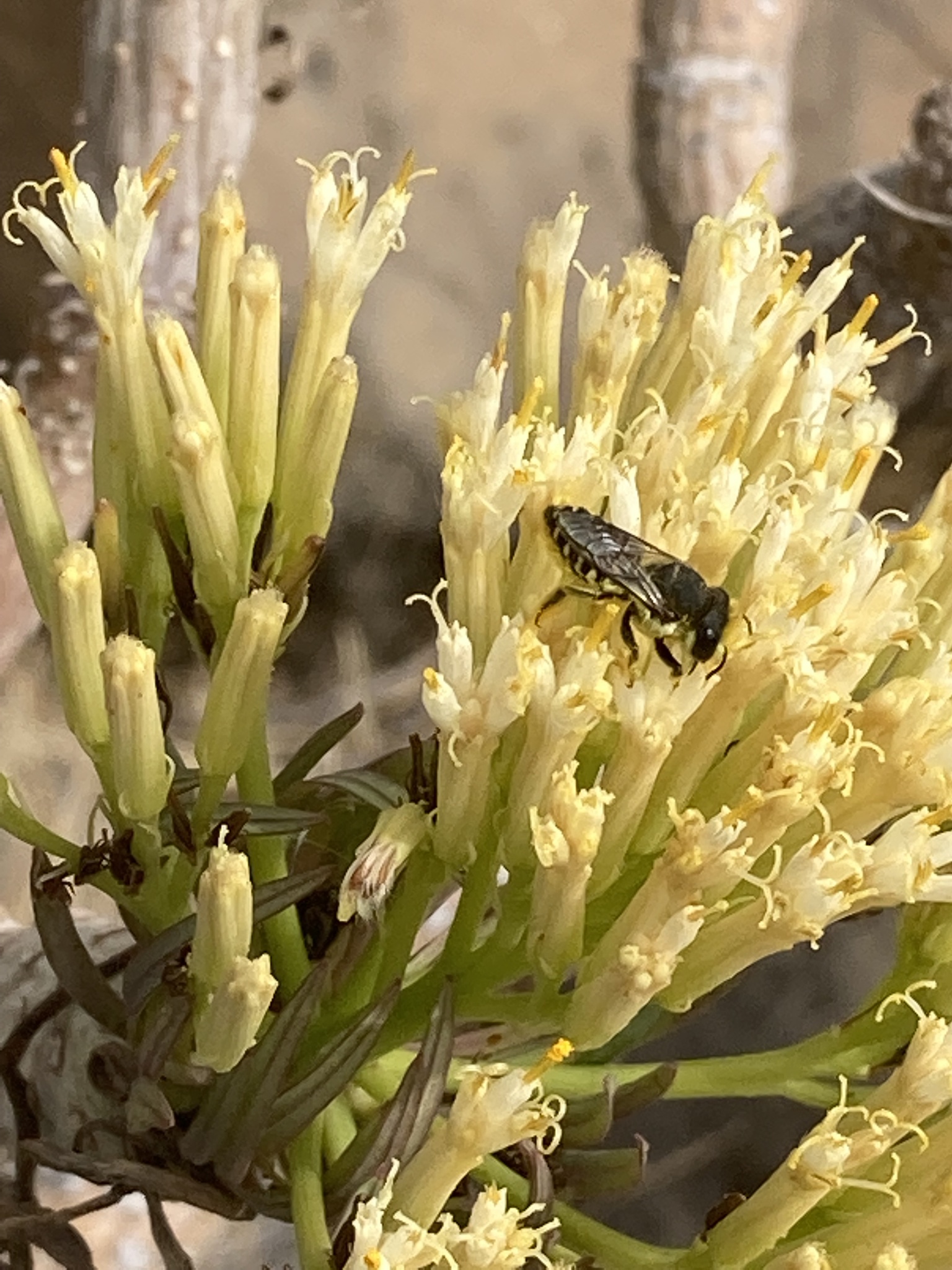 Megachile canariensis