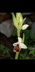 Ophrys bornmuelleri