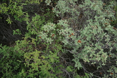Cistus parviflorus