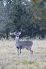 Odocoileus virginianus texanus