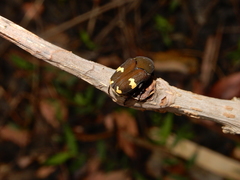 Clinteria ducalis aeneofusca