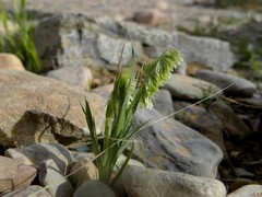 Lamarckia aurea image