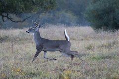 Odocoileus virginianus texanus