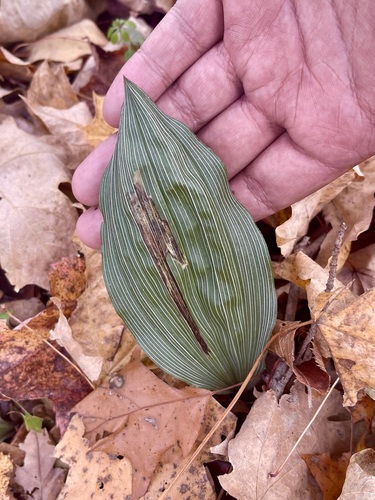 Parallelomma vittatum